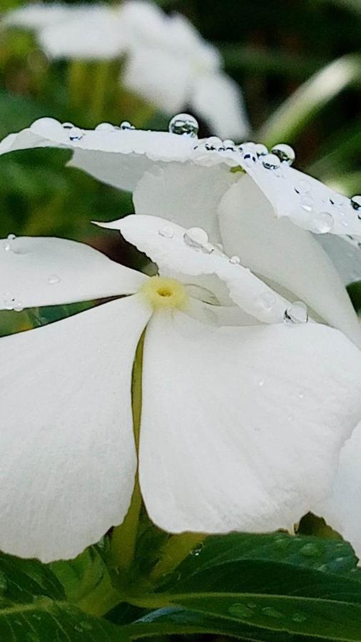 Ti Coin De Paradis Ylang Ylang Le Diamant Luaran gambar