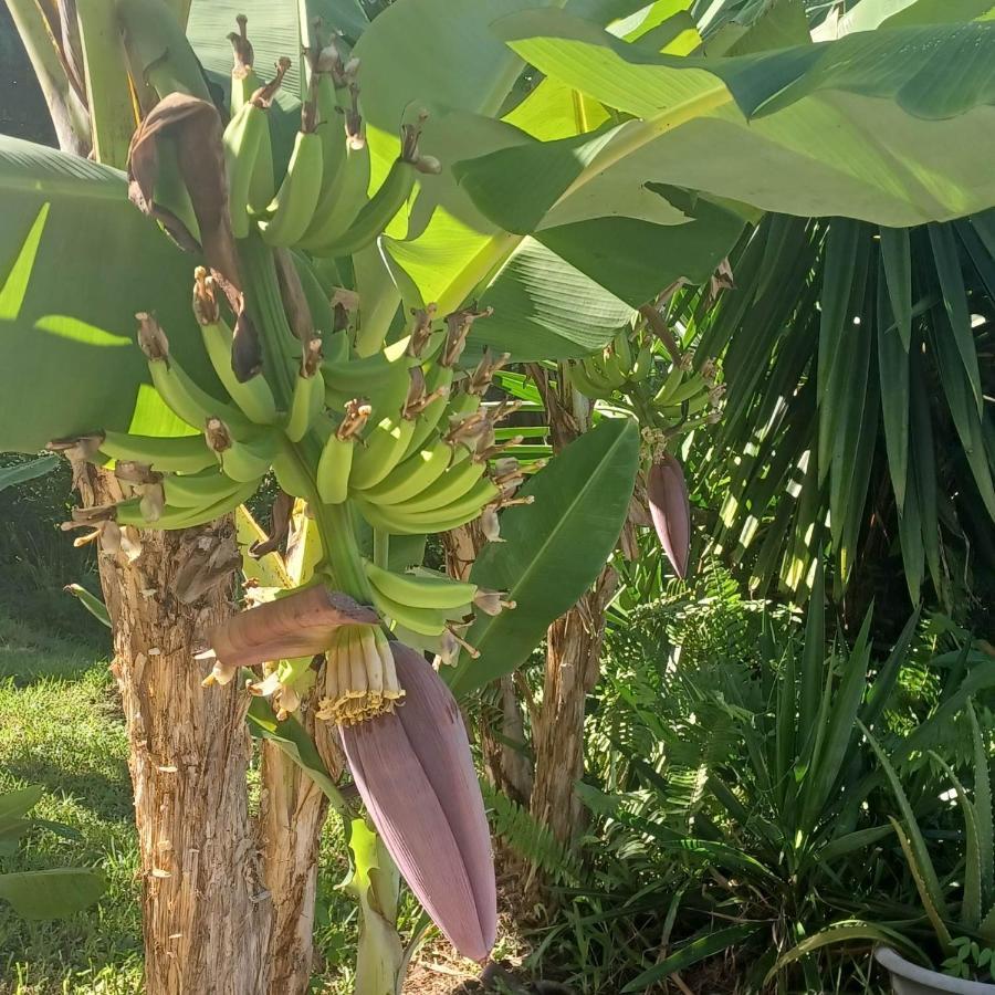 Ti Coin De Paradis Ylang Ylang Le Diamant Luaran gambar